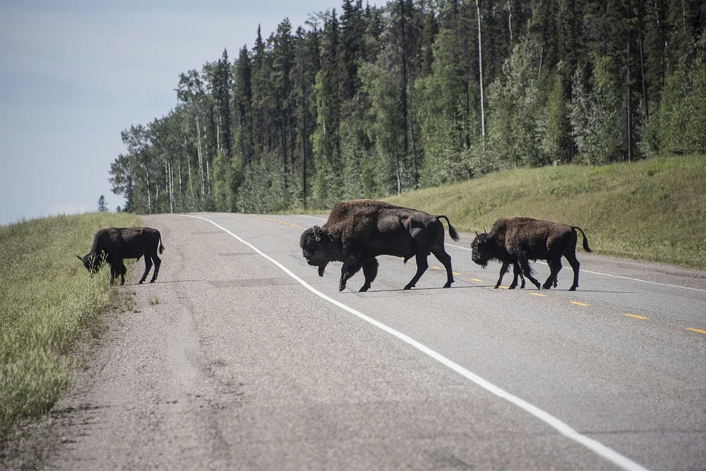 A picture of the District Municipality of Northern Rockies.